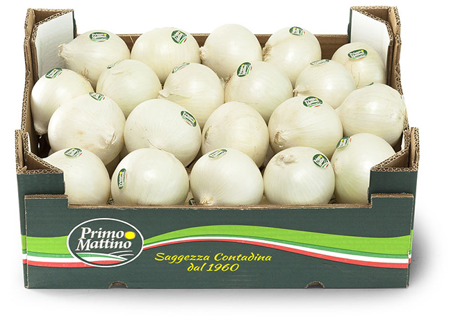 Ausgewählte Weiße Zwiebel - Pappkarton