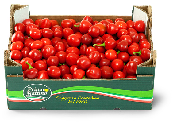 scharfe runde Chilischote - Pappkarton