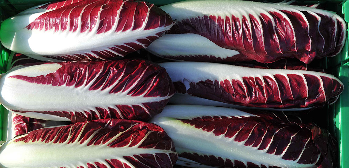 Radicchio lungo Radicchio lungo