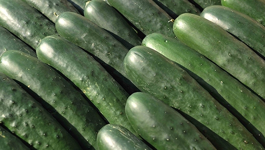 Cucumbers